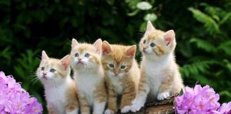 Dia Nacional de Adotar um Animal será comemorado em 4 de outubro Dia Nacional de Adotar um Animal será comemorado em 4 de outubro