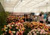 Atibaia é destaque nacional de produção de flores