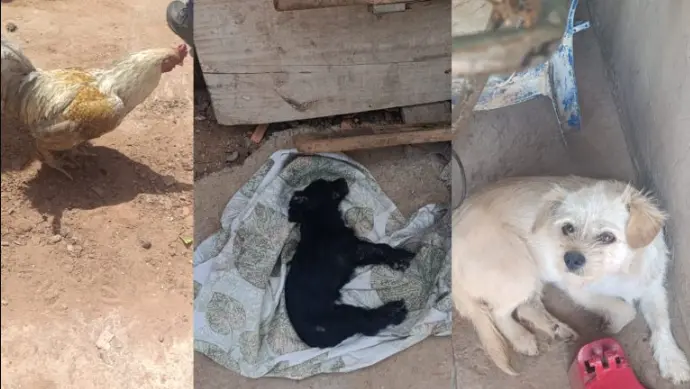 animais-maus-tratos-botucatu-300925