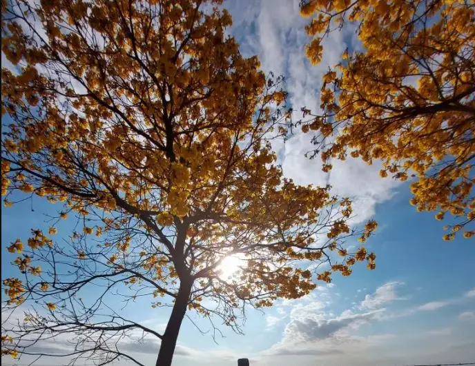 arvore-ipe-botucatu-090925