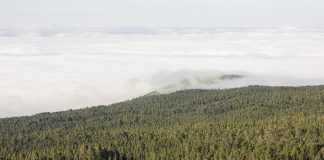 América Latina pode reflorestar 398 milhões de hectares