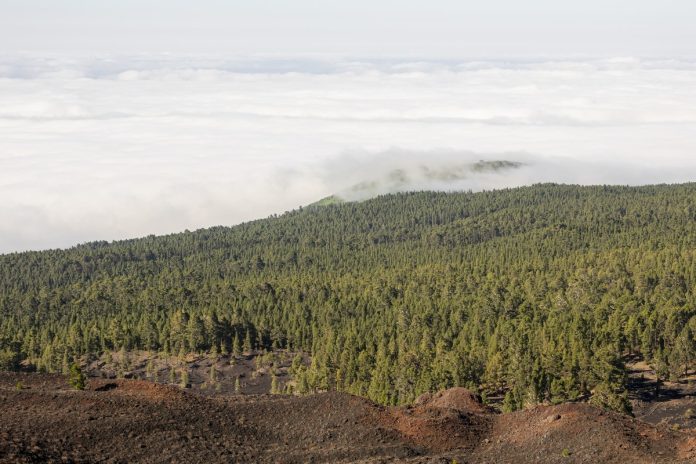 América Latina pode reflorestar 398 milhões de hectares