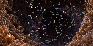 Microrganismos são importantes para a vida