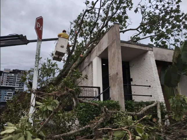 botucatu-funcionario-corte-arvore-240925