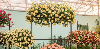 Festa de Flores e Morangos terá entrada solidária