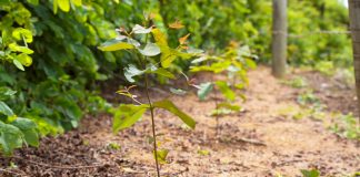 PAM Saint-Gobain mantém "Protagonismo" com Selo BV ESG 360