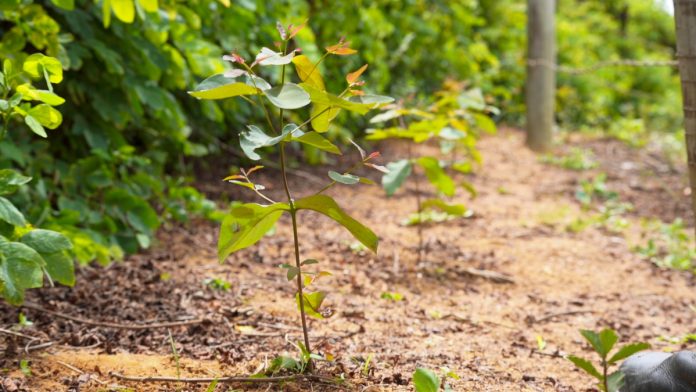 PAM Saint-Gobain mantém  PAM Saint-Gobain mantém