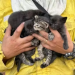 Filhotes de gato são resgatados de incêndio em Botucatu