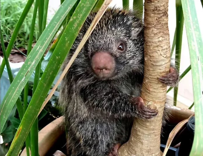 ourico-cacheiro-270925