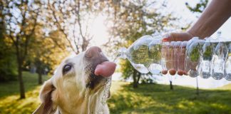 Nutricionista explica por que o corpo precisa de mais água no tempo seco Nutricionista explica por que o corpo precisa de mais água no tempo seco
