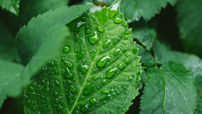 Alta no mercado de fertilizantes favorece indústria química Alta no mercado de fertilizantes favorece indústria química