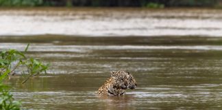 Felipe Cuoco amplia projeto sobre o bioma pantaneiro Felipe Cuoco amplia projeto sobre o bioma pantaneiro