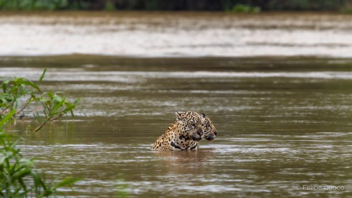 Felipe Cuoco amplia projeto sobre o bioma pantaneiro Felipe Cuoco amplia projeto sobre o bioma pantaneiro