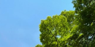 Grupo Maya promove acolhimento no Dia de Finados Grupo Maya promove acolhimento no Dia de Finados