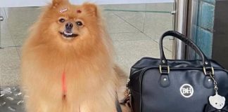 Criança autista ganha direito de andar com cão de suporte em condomínio Criança autista ganha direito de andar com cão de suporte em condomínio