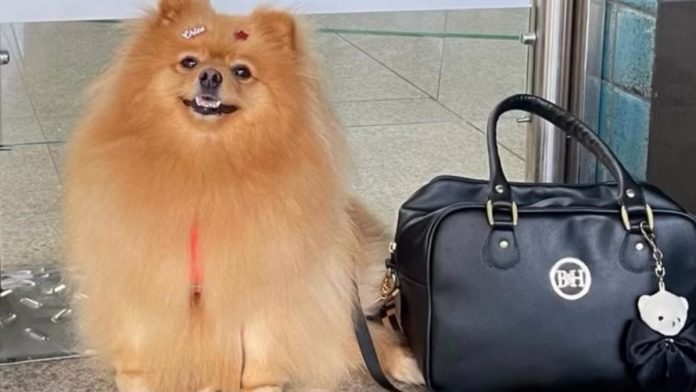 Criança autista ganha direito de andar com cão de suporte em condomínio Criança autista ganha direito de andar com cão de suporte em condomínio