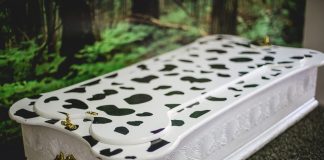 Especialistas reforçam acolhimento no luto por pets Especialistas reforçam acolhimento no luto por pets