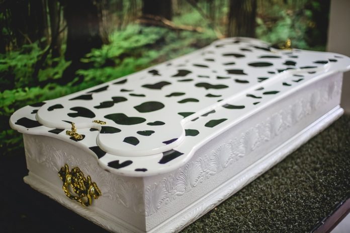 Especialistas reforçam acolhimento no luto por pets Especialistas reforçam acolhimento no luto por pets