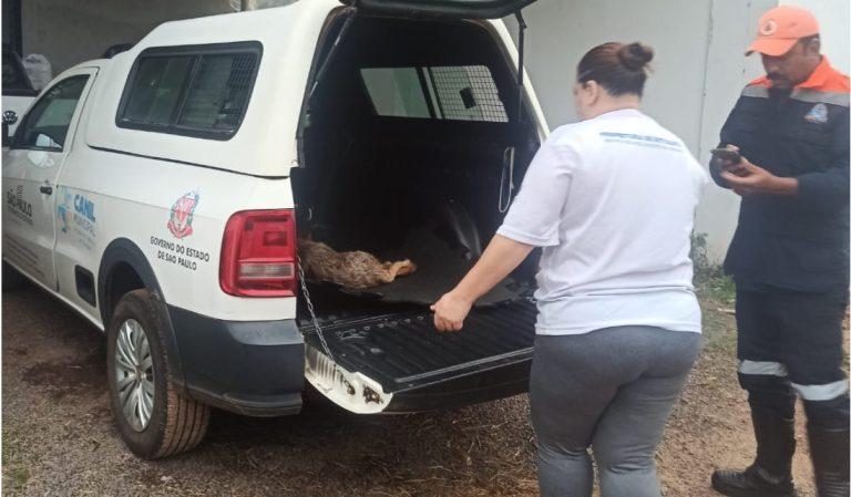 cao-atropelado-botucatu-281025 (1)