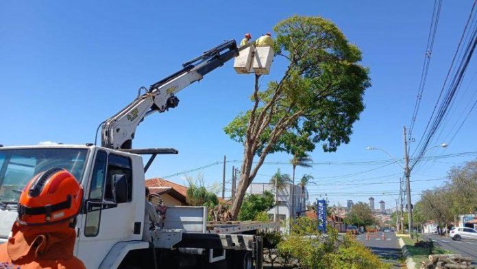 corte-arvore-botucatu-281025