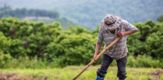 IAgro: solução permite emissão de Nota Fiscal Eletrônica por áudio no WhatsApp IAgro: solução permite emissão de Nota Fiscal Eletrônica por áudio no WhatsApp