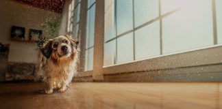 Pisos laminados Eucafloor agora têm resistência total à água Pisos laminados Eucafloor agora têm resistência total à água