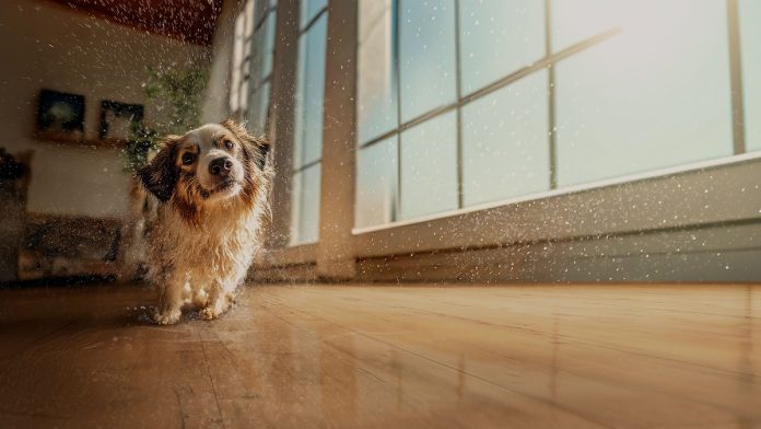 Pisos laminados Eucafloor agora têm resistência total à água Pisos laminados Eucafloor agora têm resistência total à água