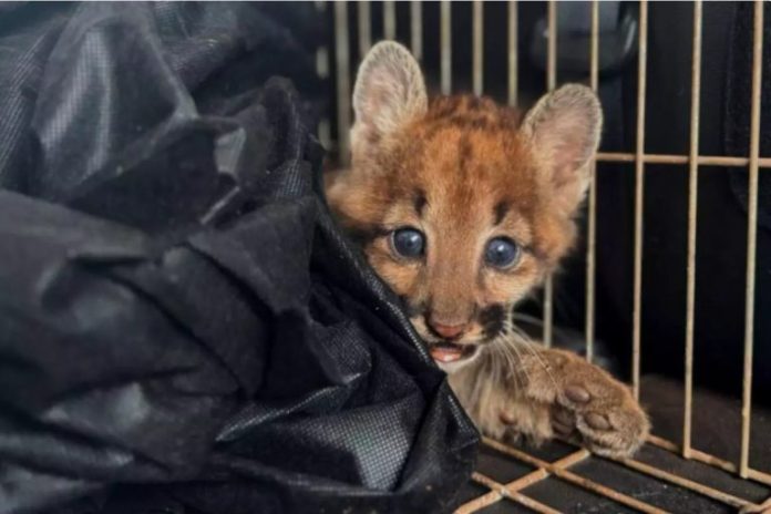 filhote-onca-parda-071025