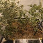 Botucatu: GCM encontra criança abandonada e descobre estufa de maconha na casa onde ela morava