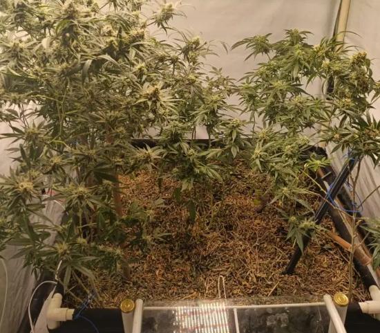 maconha-planta-btucatu-271025