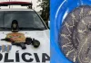 Operação da Polícia Civil apreende armas e cobra mantida em cativeiro em Botucatu