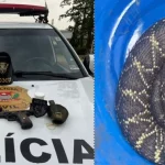 Operação da Polícia Civil apreende armas e cobra mantida em cativeiro em Botucatu