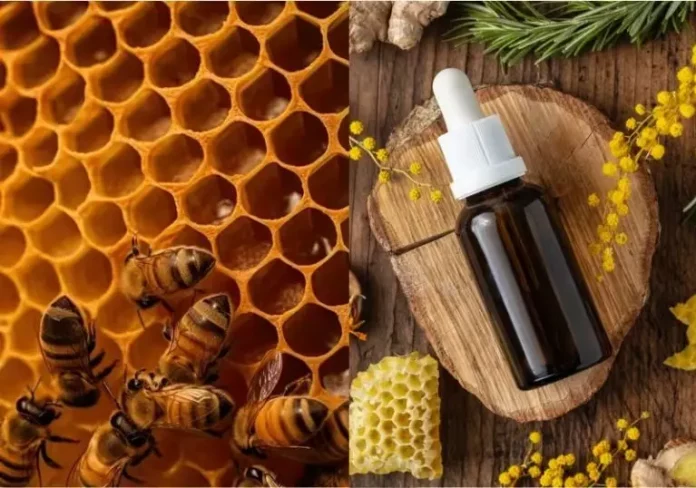 Propolis-Abelhas-131025