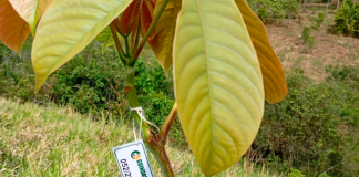 Era da sustentabilidade impulsiona ações de reflorestamento Era da sustentabilidade impulsiona ações de reflorestamento