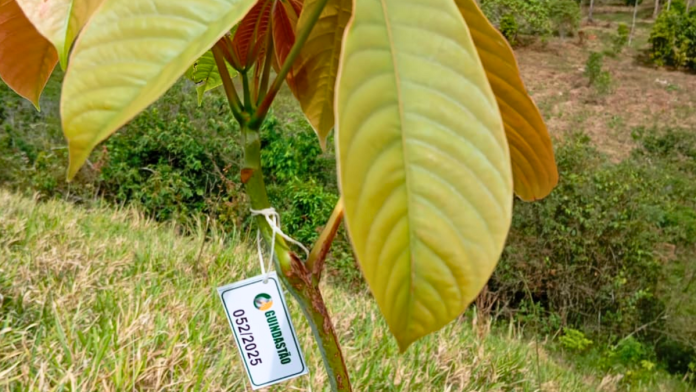 Era da sustentabilidade impulsiona ações de reflorestamento