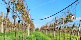 RS leva viticultura sustentável à pauta da COP30 RS leva viticultura sustentável à pauta da COP30