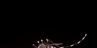 Casos de dengue caem, mas risco de surto ainda preocupa Casos de dengue caem, mas risco de surto ainda preocupa