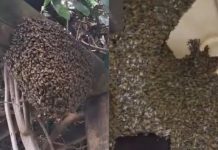 Vigilância Ambiental captura enxames de abelhas em dois bairros de Botucatu