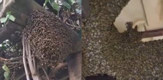 Vigilância Ambiental captura enxames de abelhas em dois bairros de Botucatu