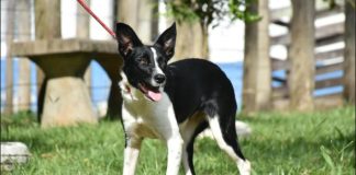 Botucatu: Canil Municipal promove nova Feira de Adoção de cães e gatos neste sábado, 15