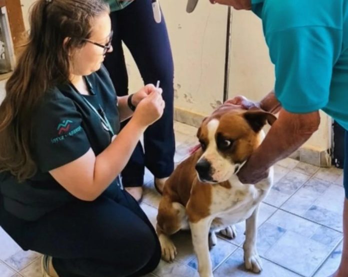 cao-leishmanione-191125 (1)