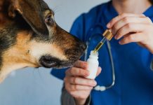 Curso capacita veterinários para prescrição de Cannabis