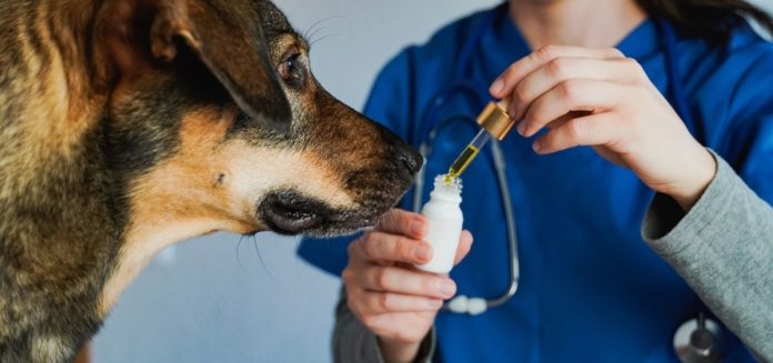 Curso capacita veterinários para prescrição de Cannabis Curso capacita veterinários para prescrição de Cannabis