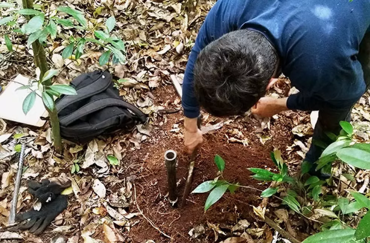 Metodologia para cálculo de carbono estocado no solo de florestas tem atuação de professor de Botucatu