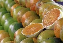 Botucatu entra no grupo das principais regiões produtoras de laranja do Brasil, aponta Embrapa