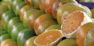 Botucatu entra no grupo das principais regiões produtoras de laranja do Brasil, aponta Embrapa
