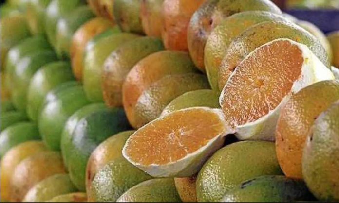 laranjas-frutas-041125