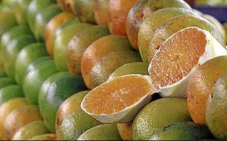 Botucatu entra no grupo das principais regiões produtoras de laranja do Brasil, aponta Embrapa
