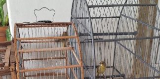 Idoso de 84 anos é conduzido à Polícia após captura ilegal de pássaros silvestres em Botucatu