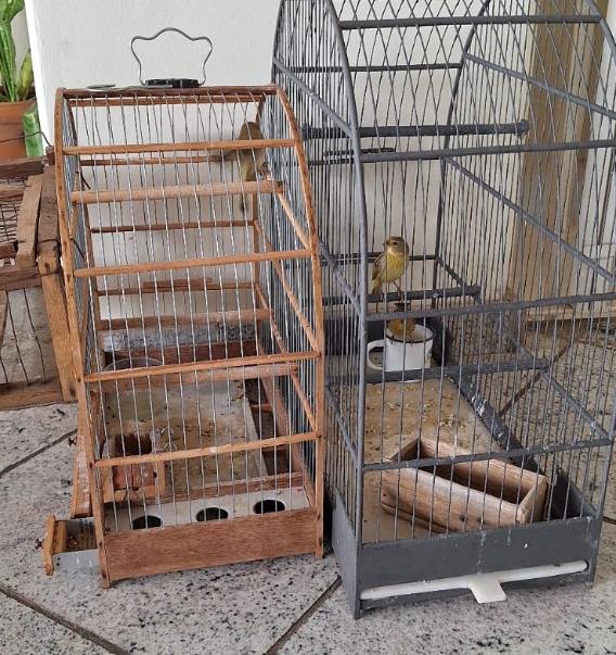 passaros-presos-botucatu-051125